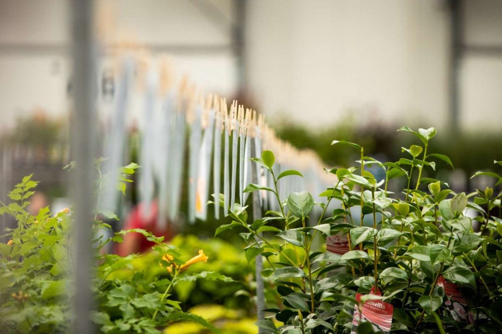 Nahaufnahme Gartenpflanzen Messe