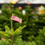 Exclusive presale of christmas trees at Autumn Fair