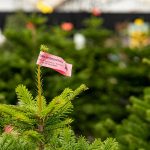 Prévente exclusive de sapins de noël lors de la bourse d’automne