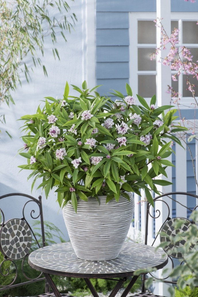 Daphne odora ‘Perfume Princess’® GROENDirekt Boskoop