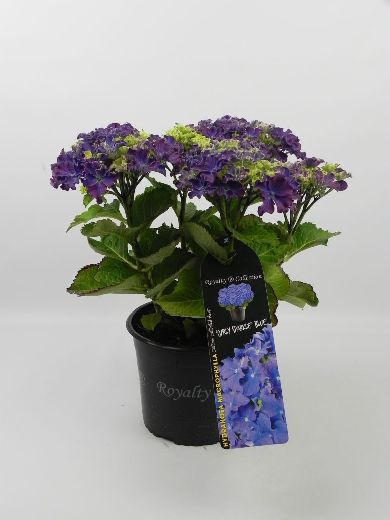 Hydrangea macrophylla ‘Curly Sparkle’ - GROEN-Direkt Boskoop
