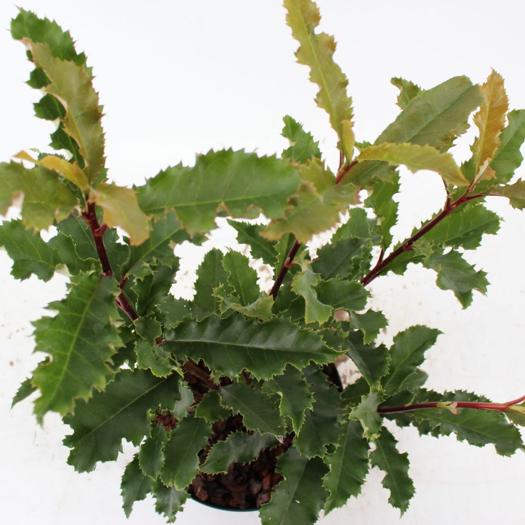 Photinia serratifolia ‘Crunchy’ GROENDirekt Boskoop