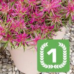 <strong>Azalea jap. ‘Starstyle’</strong> winnende nieuwigheid van de Voorjaarsbeurs 2022