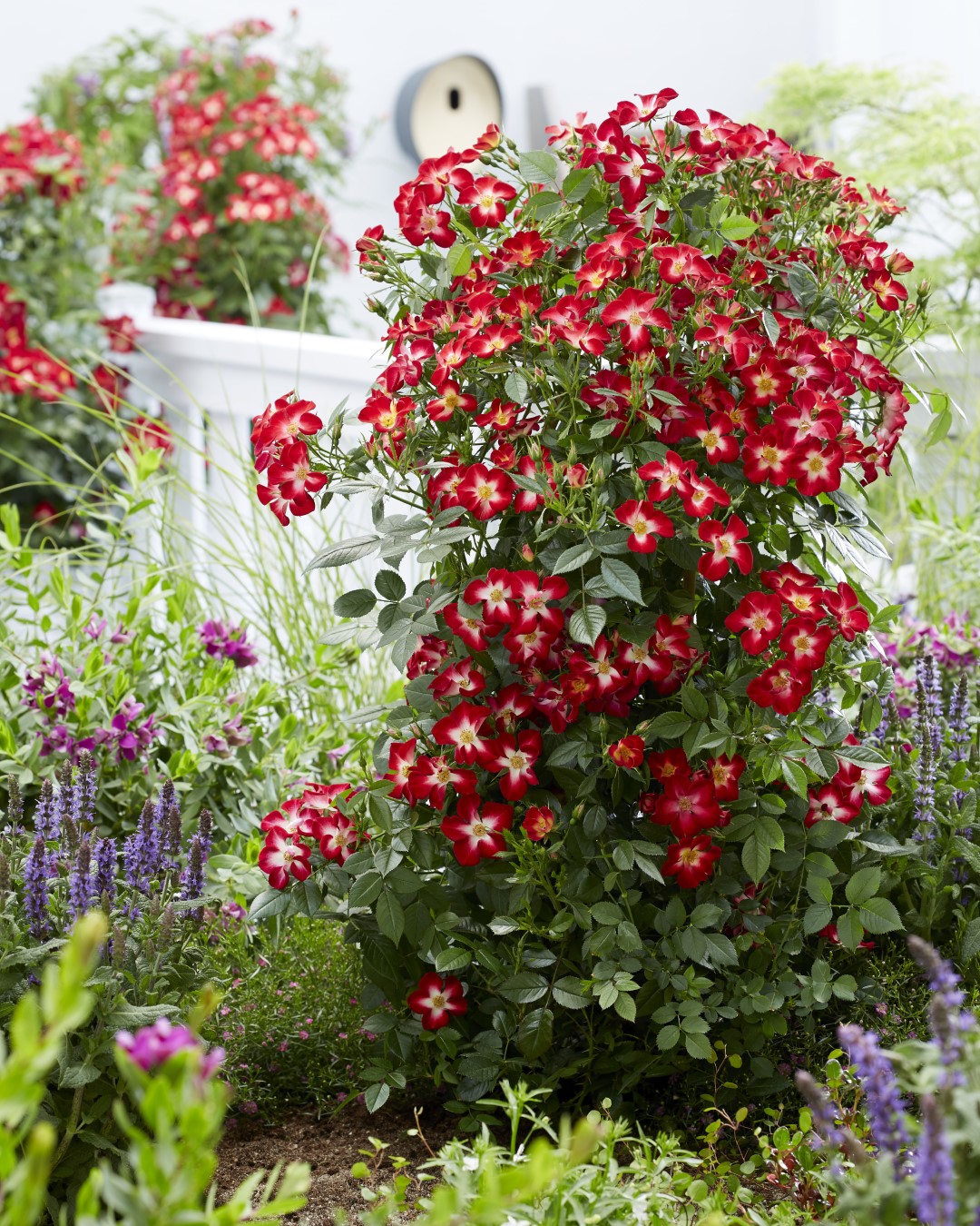 Rosa 'GEUS1713' (EVERGLOW RUBY) - GROEN-Direkt Boskoop