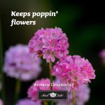 Armeria Dreameria ® Sweet Dreams