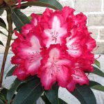 Rhododendron Hybrid ‚Grifie‘
