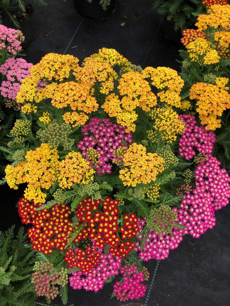 Achillea millefolium Milly Rock MixMasters® Dance - GROEN-Direkt Boskoop