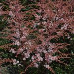 Astilbe simplicifolia ‘Pretty in Pink’