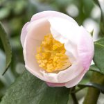 Camellia ‘Winter Perfume Pearl’ en ‘Winter Perfume Pink’