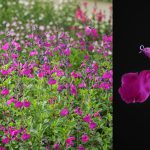 Salvia jamensis ‘Kolmatigri’ (MAGICAL TIGRIS)