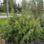 Thuja plicata Aldrich Mountain