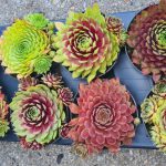 Sempervivum Toetie Froeties® Mojito