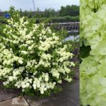 Viburnum Magical Spring Glory