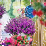 Surdiva® Super Purple