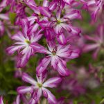 Clematis GLORIOUS® SURPRISE ‘Zo24010’