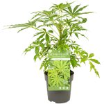 Schefflera ‘Winter Jungle’