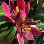 Magnolia figo ‘Stellar Ruby’