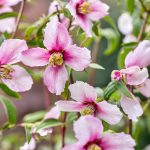 Philadelphus ‚Petite Perfume Pink‘