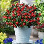 Skimmia japonica ‘Cleopatra’