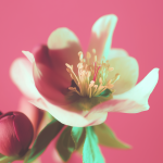 Salon du printemps 2026 – 3 et 4 février