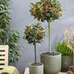 Ilex Blue Maid & Ilex Argentea