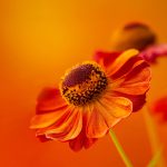 Salon d&rsquo;automne les 26 et 27 août