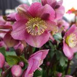 Helleborus ‘Frostkiss Rhythm Pink’