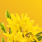 Frühlingsfest am 23. und 24. März