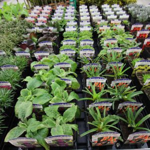GROEN-Direkt Assortiment Header Image (5) GROEN-Direkt Assortiment Header Image (5)