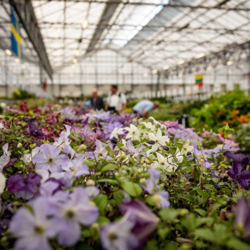 GROEN-Direkt Boskoop Tuinplanten (3) GROEN-Direkt Boskoop Tuinplanten (3)