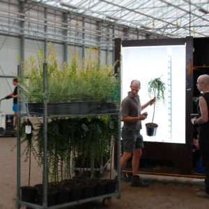 GROEN-Direkt actuele plantenfotos GROEN-Direkt actuele plantenfotos