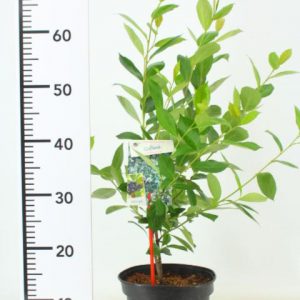 GROEN-Direkt des plantes de jardin de qualité constante (Klein)