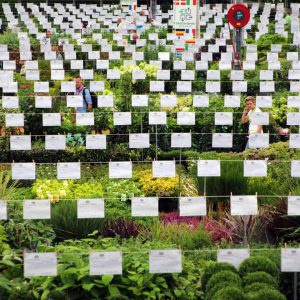 GROEN-Direkt-honderden-kwekers-plantenaanbod GROEN-Direkt-honderden-kwekers-plantenaanbod