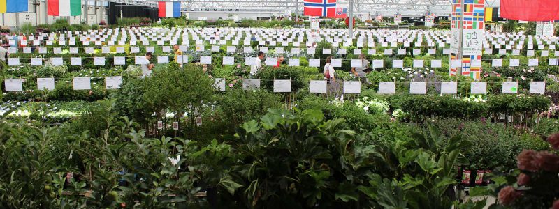 Groen-Direkt-Boskoop-Tuinplanten-beurs-webshop Groen-Direkt Boskoop Tuinplanten beurs achtergrond